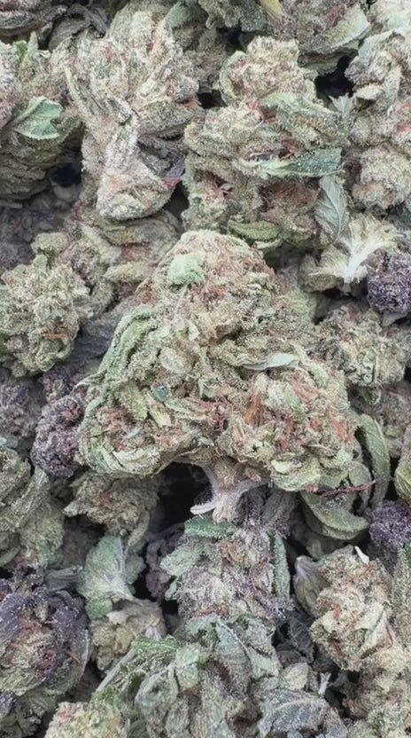 Purple Churro Minis - Bulk Minis - Indica