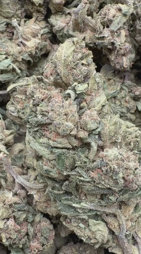 Pilot Light - Bulk - Indica