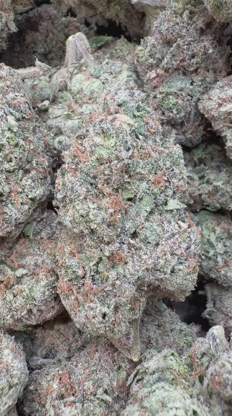 Cherry Runtz Indoor - Bulk - Hybrid