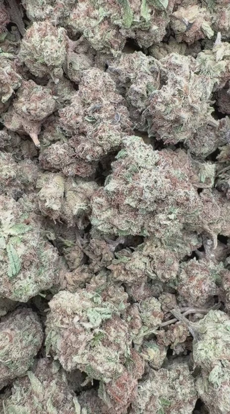 Raspberry Kush Minis  - Bulk Minis - Indica