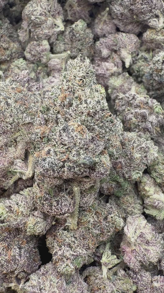 Versace Indoor - Bulk - Hybrid