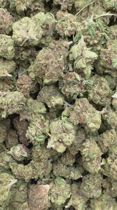Venom OG Minis - Bulk Minis - Indica