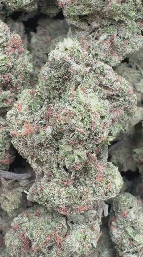 Razzberry Dream - Bulk - Indica