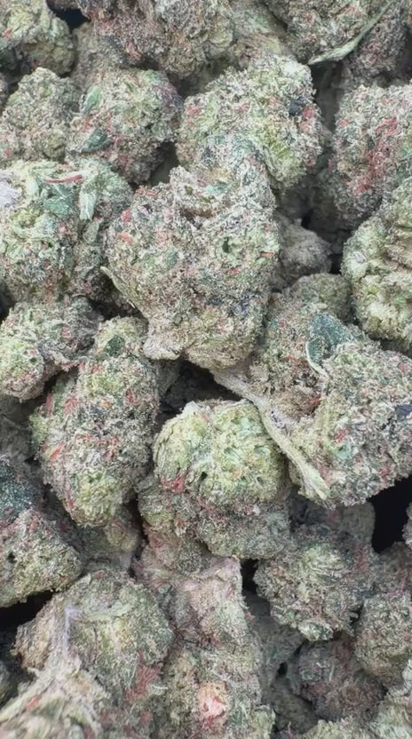 Orange Creamsicle Mediums - Bulk Mediums - Sativa