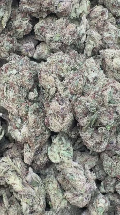 Gary Cherry Mediums - Bulk Mediums - Indica