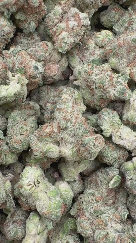 Grease Monkey Minis - Bulk Minis - Indica