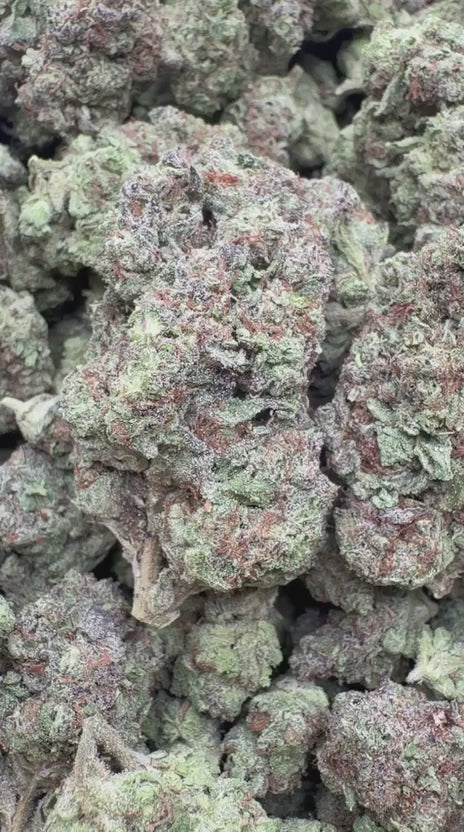 Gusher Mintz - Bulk - Indica
