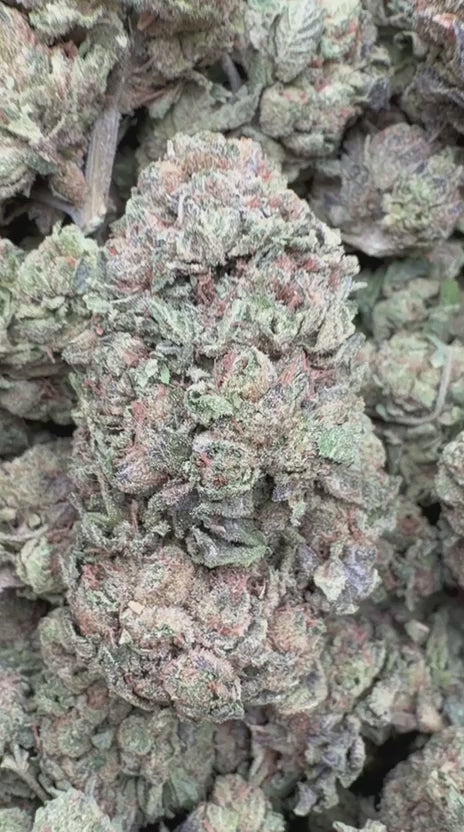 Blue Andes - Bulk - Hybrid