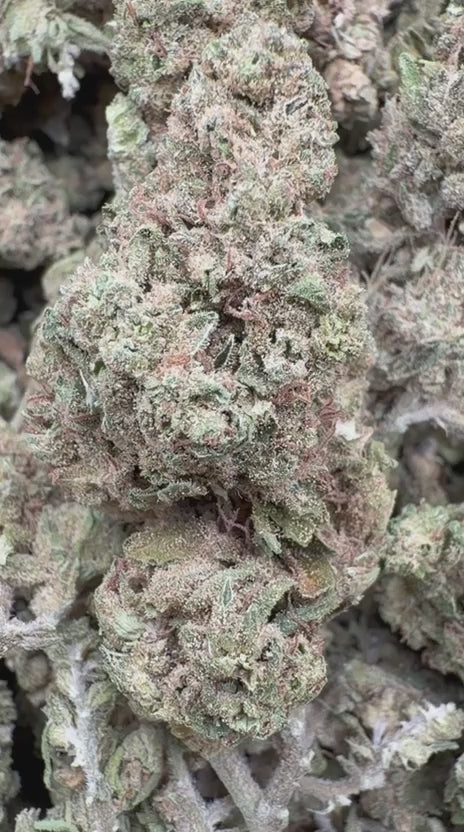 Hash Plant - Bulk- Indica