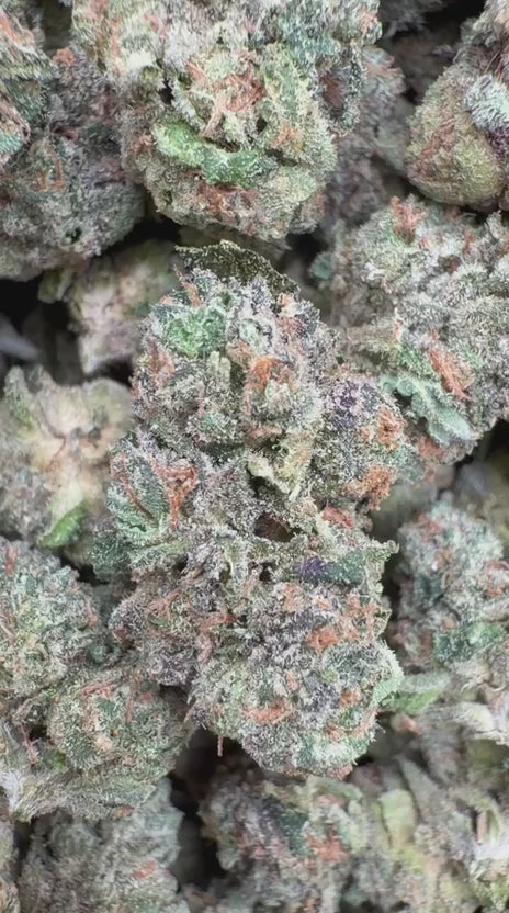 Kush Mintz Indoor Minis - Bulk Minis - Hybrid