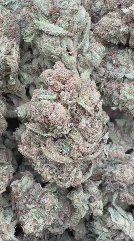 Gorilla Glue - Bulk - Indica