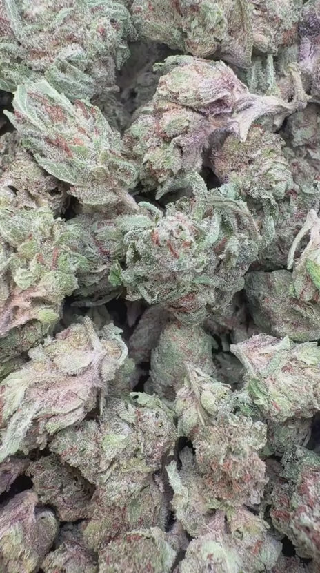 Berry Gelato Minis - Bulk Minis - Hybrid