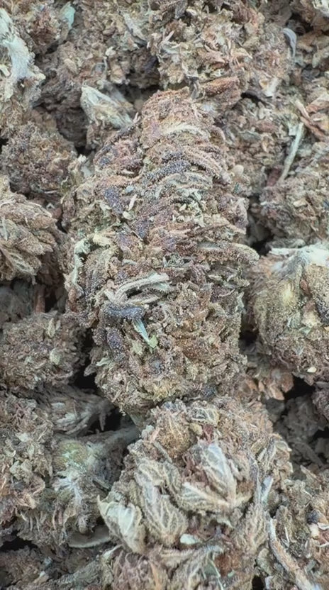 Acapulco Gold - Bulk - Sativa