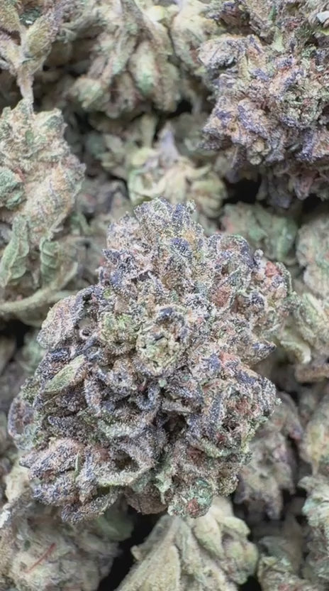 Bubble Yum Minis - Bulk Minis - Hybrid