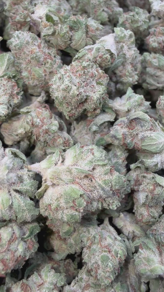 Guava Lato Minis - Bulk - Minis (Hybrid)