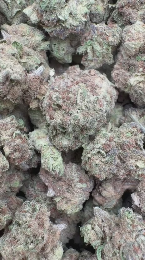 Strawberry Gelato Minis - Bulk Minis - Hybrid