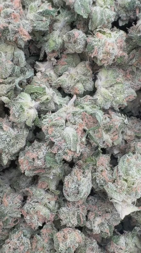 Guava Lato Indoor Minis - Bulk Minis - Hybrid