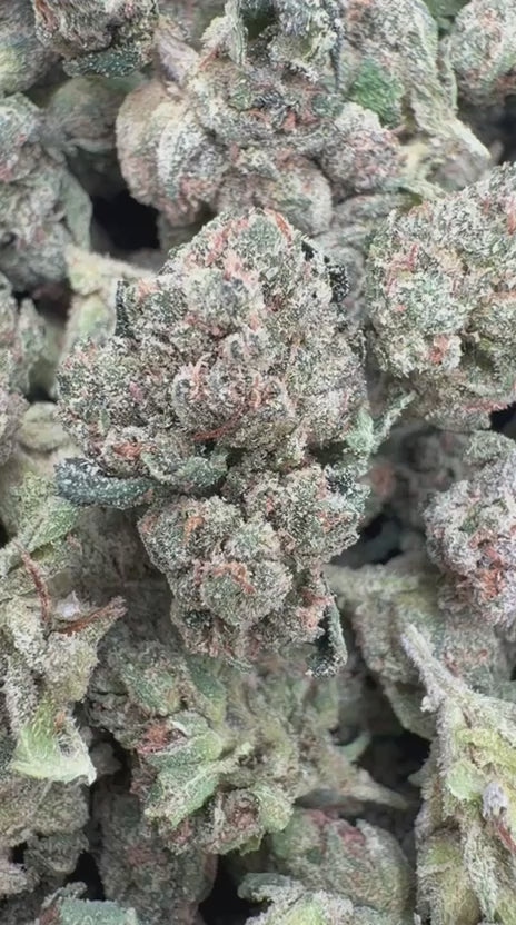 Skywalker OG Indoor Minis - Bulk - Minis (Indica)