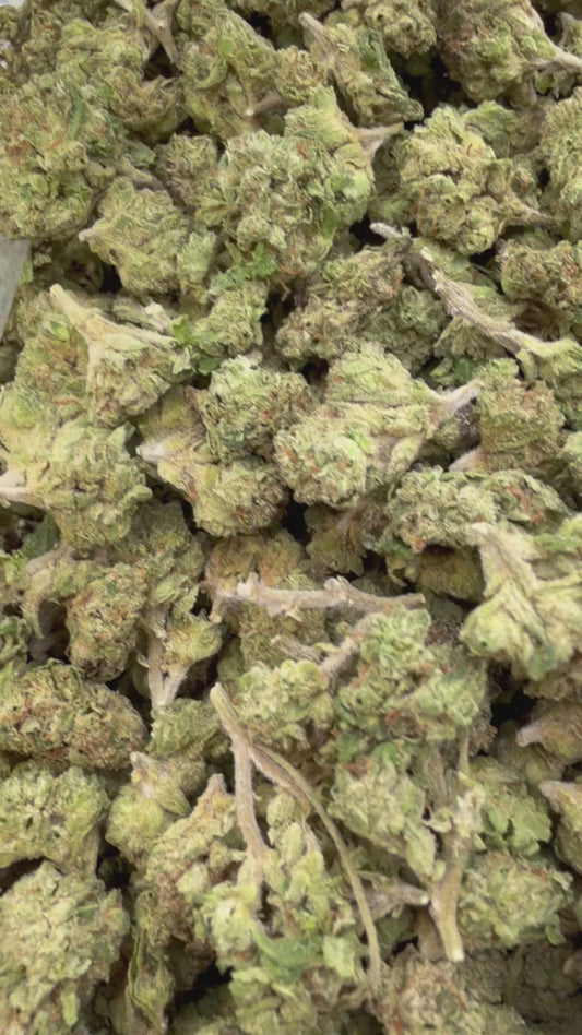 White Gelato Minis - Bulk Minis - Indica