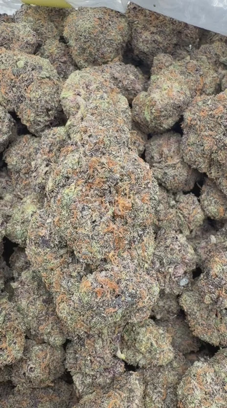 Zoapz Indoor - Bulk - Hybrid