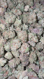 Ice Cream Cake Littles - Bulk Littles - Indica