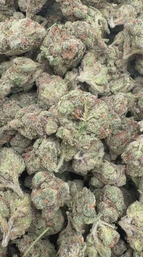 Super Candy Minis - Bulk Minis - Hybrid