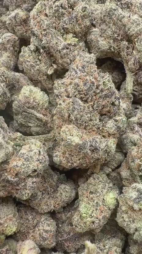 Candy Gas Indoor - Bulk - Hybrid