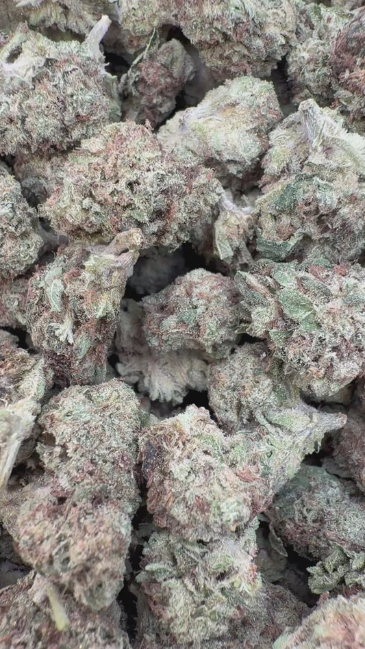Cherry Pie Minis - Bulk Minis - Hybrid