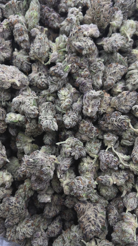 Purple Hindu - Bulk - Minis (Indica)