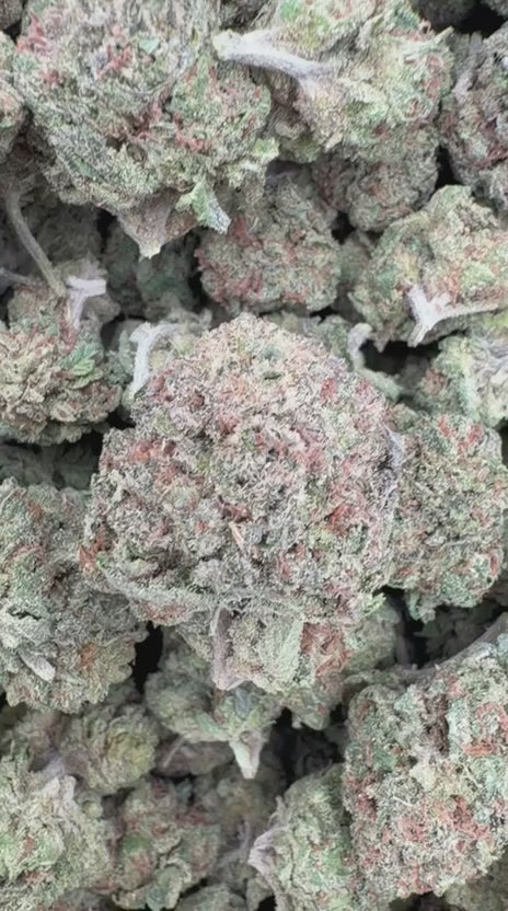 Lemon Cherry Gelato Mediums - Bulk Mediums - Hybrid