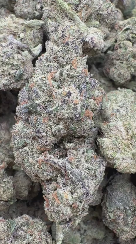 White Nerds - Bulk - Hybrid