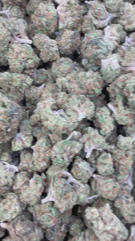 Wedding Crasher Minis - Bulk Minis - Indica