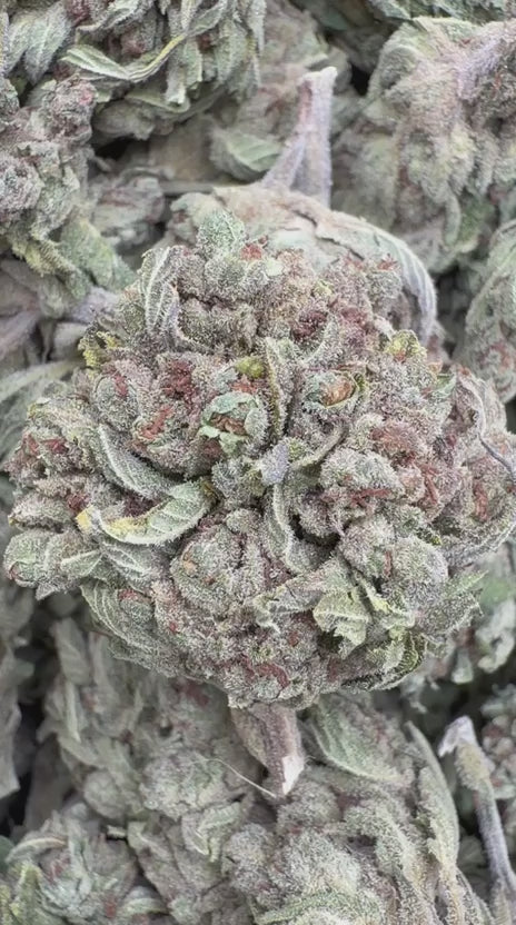 White Widow - Bulk - Hybrid
