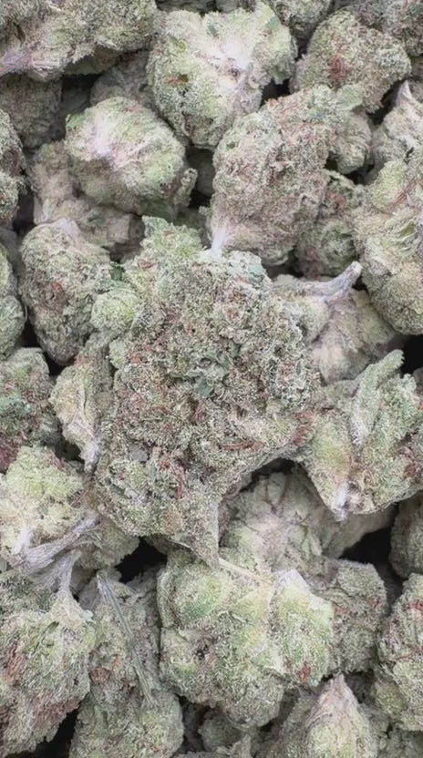Banjo Mediums - Bulk Mediums - Sativa