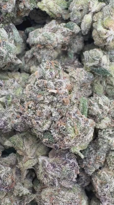 Blue Nerds Indoor Minis - Bulk Minis - Hybrid