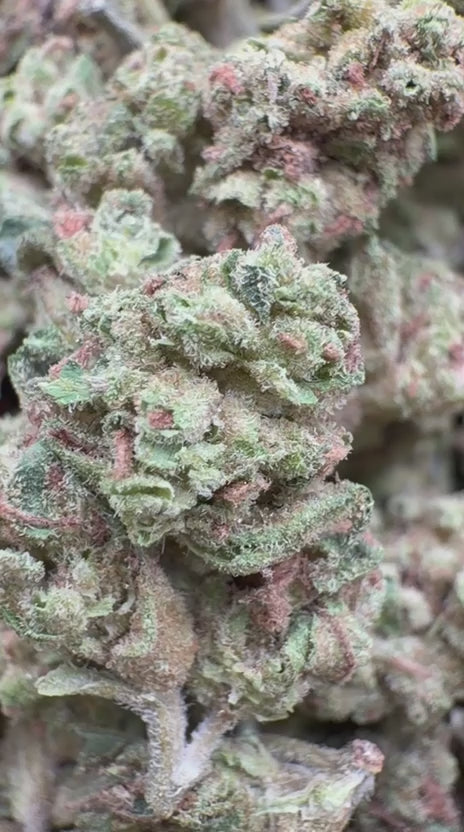 Cherry Pie Minis - Bulk Minis - Hybrid