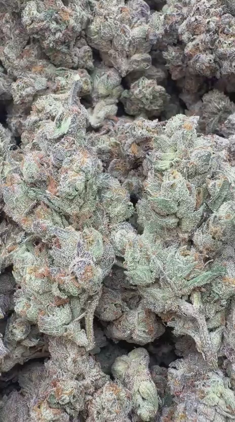 Zapz Indoor - Bulk  - Hybrid