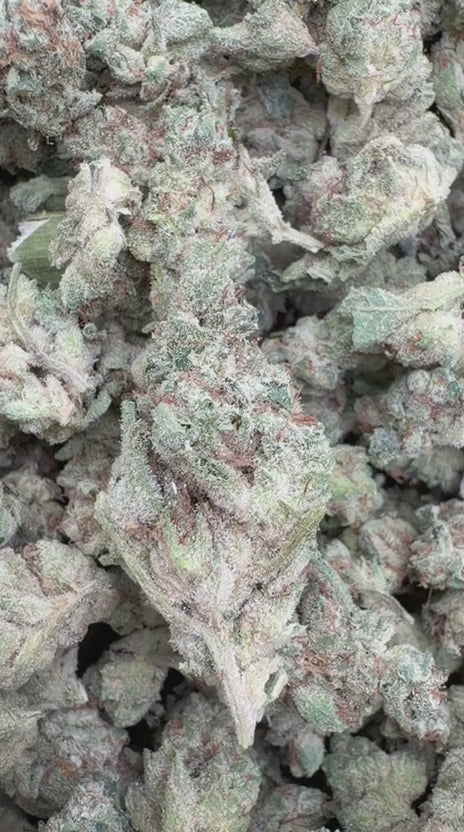 Frosted Pebbles Minis - Bulk Minis - Indica