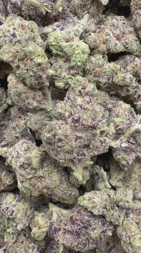 Garlic Cookies Indoor Minis - Bulk Minis - Indica