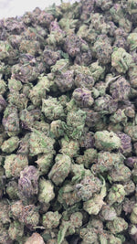 Guava Lato - Bulk - Minis (Hybrid)
