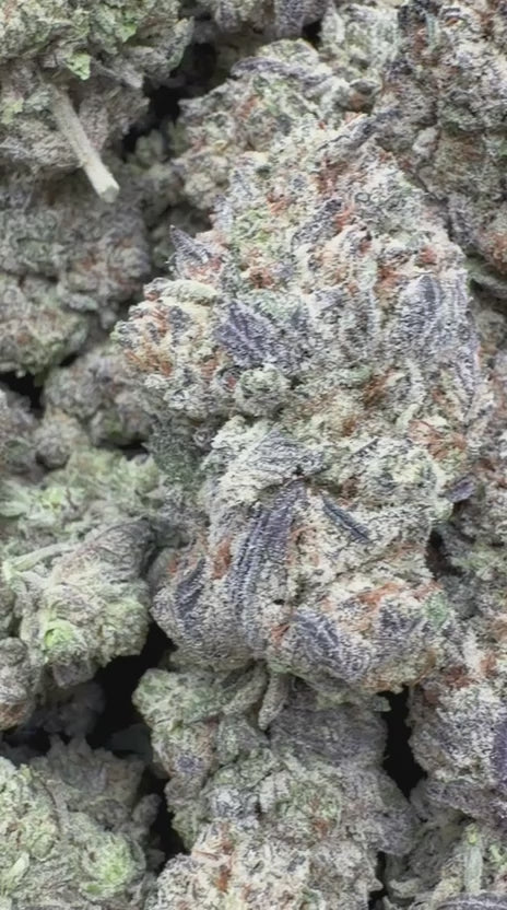 Pink Zlushie Indoor - Bulk - Hybrid