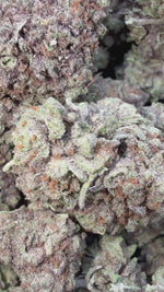 CheeseCake 41- Bulk - Indica