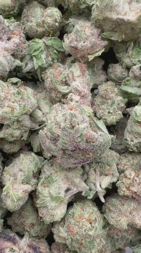 Purple Punch Minis - Bulk Minis - Indica