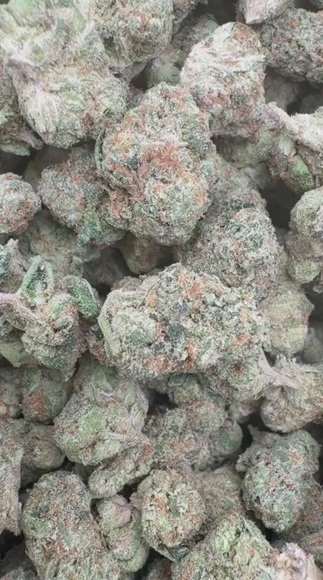 Zlushies Minis - Bulk Minis - Indica
