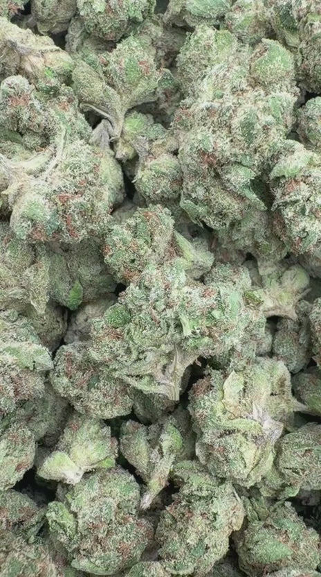 Gelonade Minis - Bulk Minis - Sativa