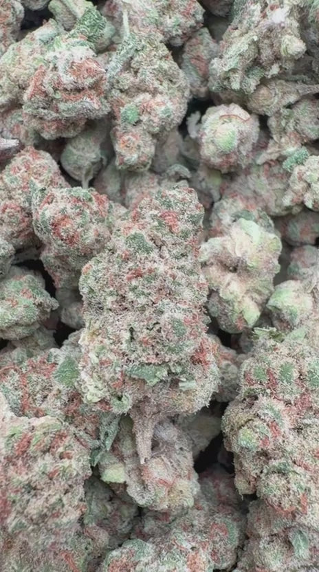 Gastro Bomb Littles - Bulk Littles - Indica
