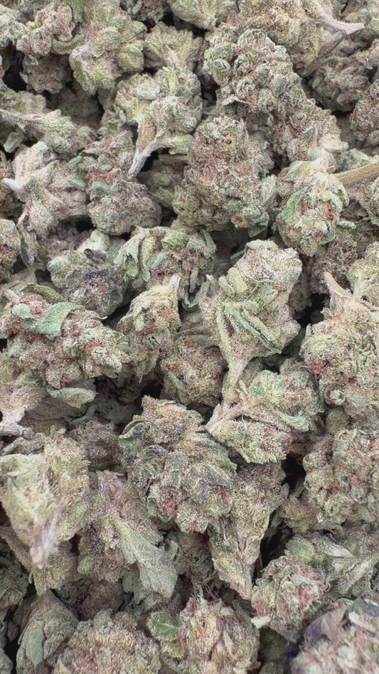 Modified Mintz Indoor Minis - Bulk Minis - Indica