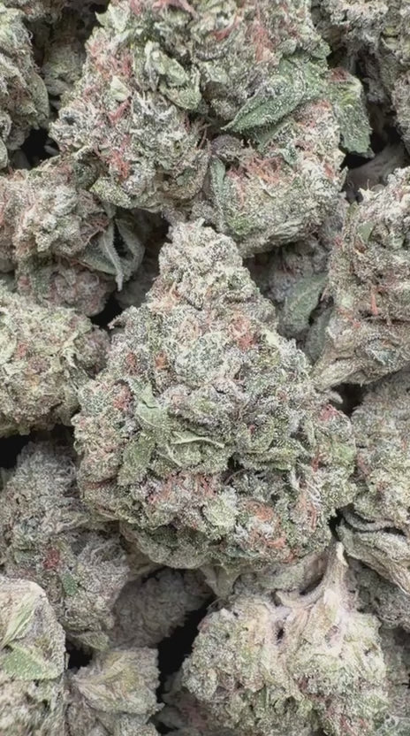 Ice Cream Cake - Bulk - Indica