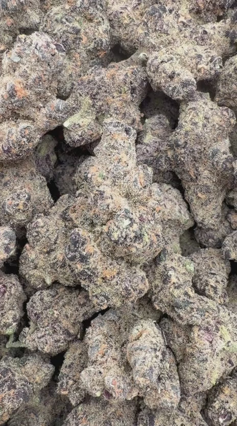 Berry Gelato Indoor - Bulk - Hybrid