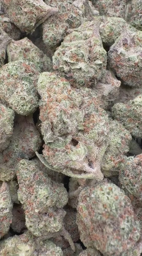 Butter Pina Mediums - Bulk Mediums - Indica